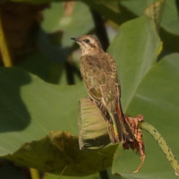 Horsfield's Bronze-Cuckoo